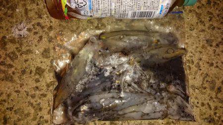 何とか釣れたー!