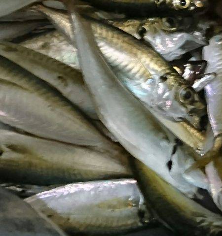 貝塚人工島タコ&サヨリ調査～～