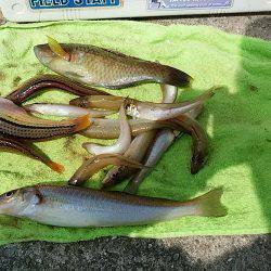 阿万海岸へキス釣査