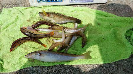阿万海岸へキス釣査