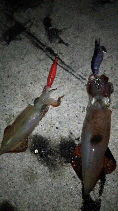 夕まづめから１時間ケンサキ乱舞！