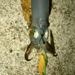 アオリイカ調査