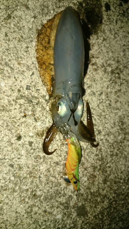 アオリイカ調査