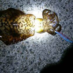 バラシまくりでも初ものづくし