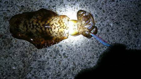 バラシまくりでも初ものづくし