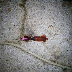 ライトエギングでケンサキイカ