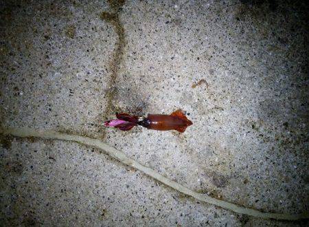 ライトエギングでケンサキイカ