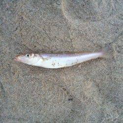 明石川河口サーフでチョイ投げのキス