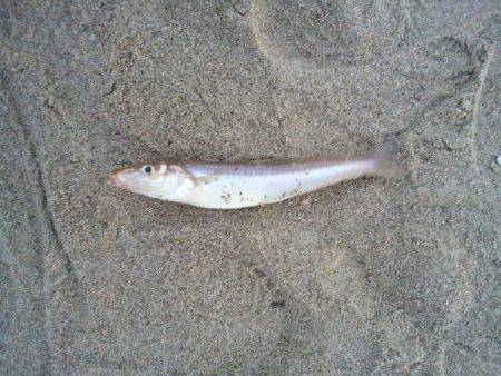 明石川河口サーフでチョイ投げのキス