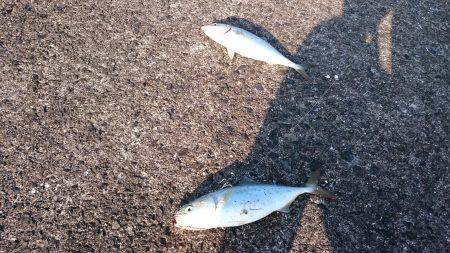 鹿児島釣行 4日目！Wヒット