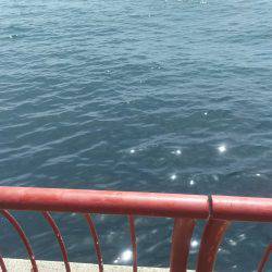 サビキで楽しめました！