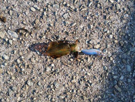 アオリイカの新子調査