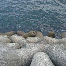 刀狩り＋軟体動物