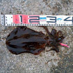 大蔵海岸のエギングで親アオリ