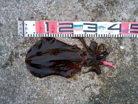 大蔵海岸のエギングで親アオリ