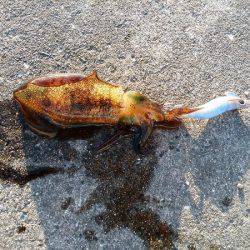 アオリイカの新子調査