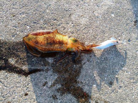 アオリイカの新子調査