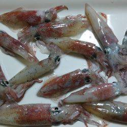 エギング大賑わい