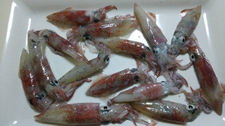 エギング大賑わい