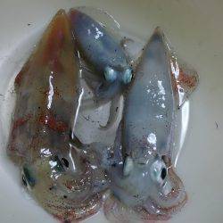 短時間ケンサキ狙い