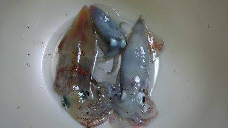 短時間ケンサキ狙い