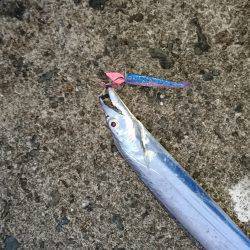 夏太刀は続いているのか？