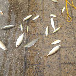 シーサイドコスモ サヨリ