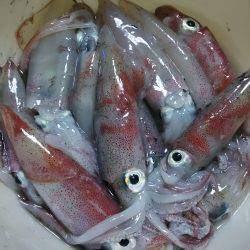 ケンサキイカ狙い