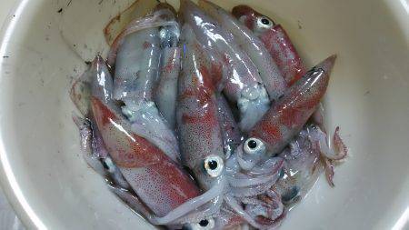 ケンサキイカ狙い