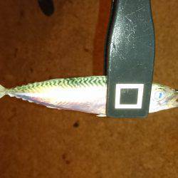 エギング&アジング