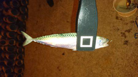 エギング&アジング