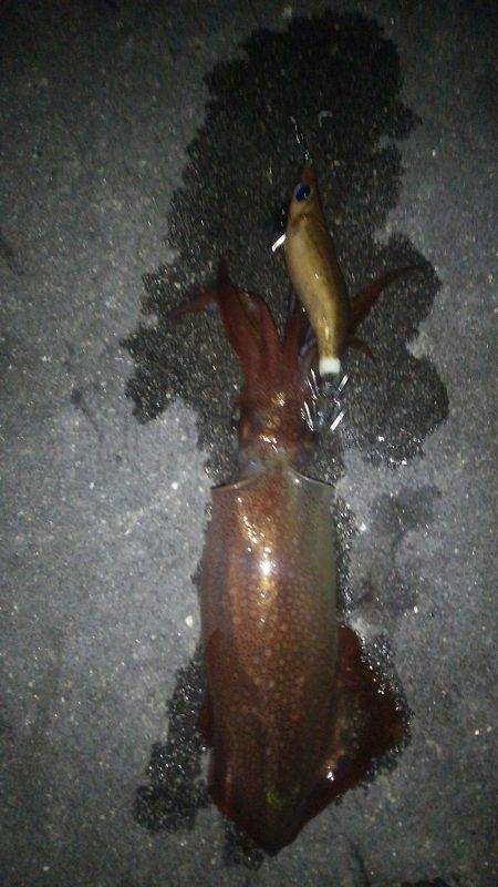 友人達とわいわいライトエギングでケンサキイレノリ♪