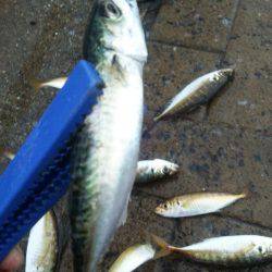 シーサイドコスモ、アジ、豆サバ