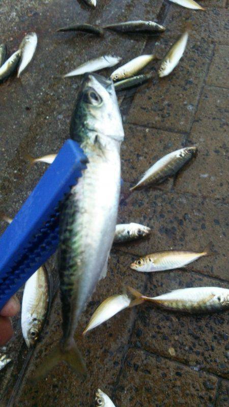 シーサイドコスモ、アジ、豆サバ