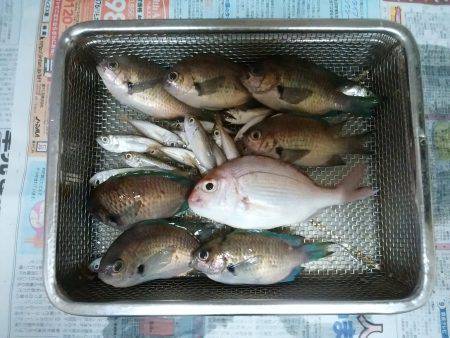 サビキも楽しいかも