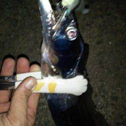 久しぶりのタチウオ!からのケンサキイカ!