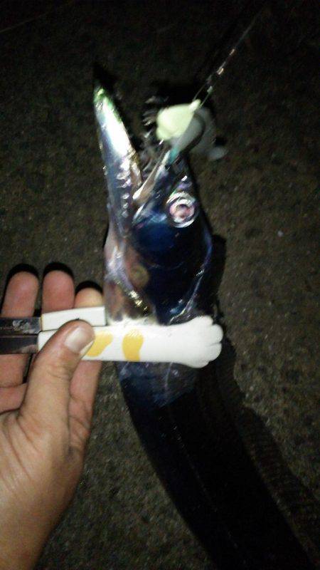 久しぶりのタチウオ!からのケンサキイカ!