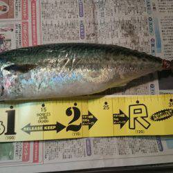 サバがまだいましたよ