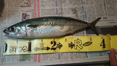 サバがまだいましたよ