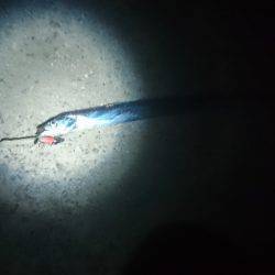 太刀魚サイズアップ