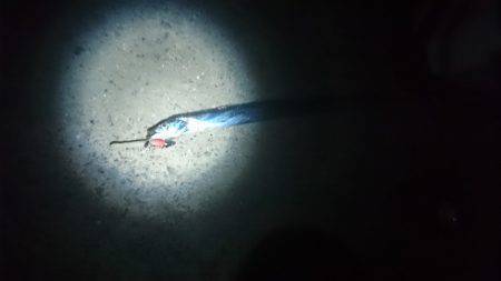 太刀魚サイズアップ