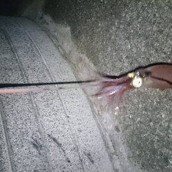 ケンサキ好調 潮止まりで食いが立つ