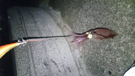 ケンサキ好調 潮止まりで食いが立つ