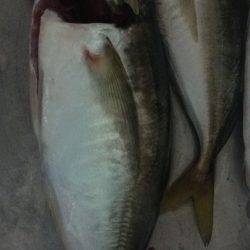 アジを求めてⅡ