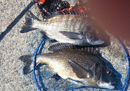 南芦屋浜の夏チヌ