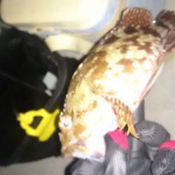 エギングのちガシリング