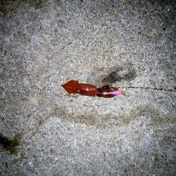 ケンサキ&サビキ釣行