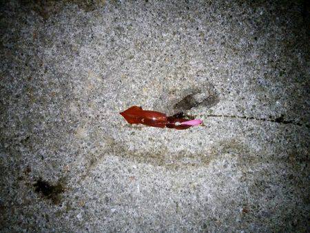 ケンサキ&サビキ釣行