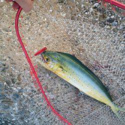 沼島のトップゲームでシイラ