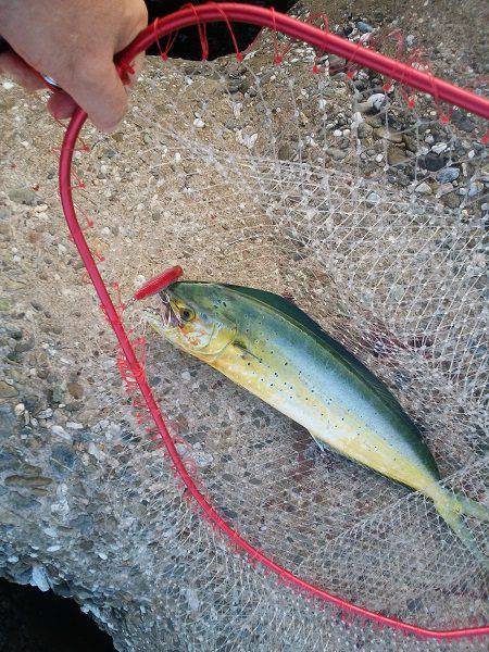 沼島のトップゲームでシイラ